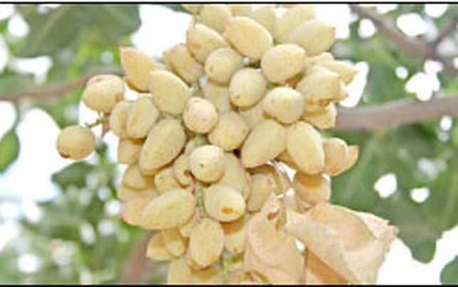 تولید ارزان آنتی‌اکسیدان از پوست پسته