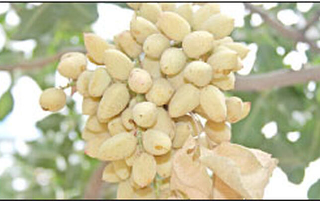 تولید ارزان آنتی‌اکسیدان از پوست پسته