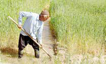 
سهم ۲۷درصدی روستاها از چرخه تولید کشور