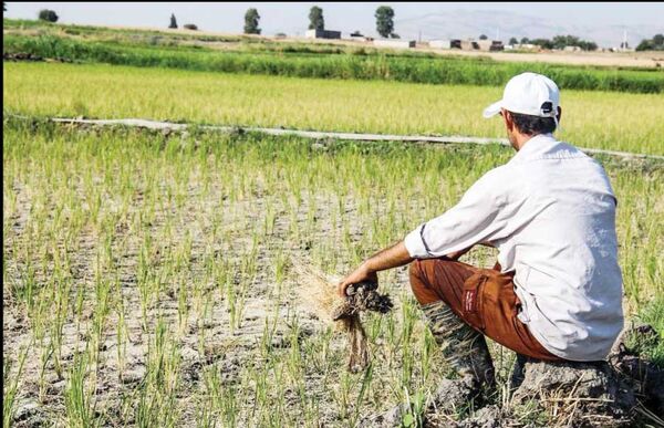 عقب‌ماندگی حوزه کشاورزی گیلان به دلیل بی‌توجهی مسئولان سازمان جهاد