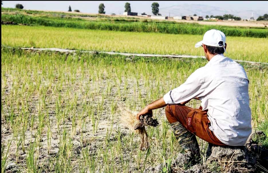 عقب‌ماندگی حوزه کشاورزی گیلان به دلیل بی‌توجهی مسئولان سازمان جهاد