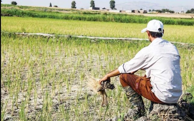 عقب‌ماندگی حوزه کشاورزی گیلان به دلیل بی‌توجهی مسئولان سازمان جهاد