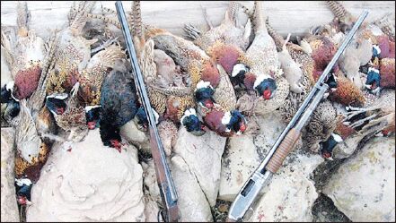 پرندگان در دام صدور 2000 پروانه شکار