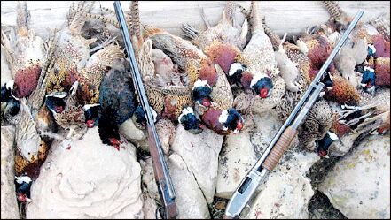 پرندگان در دام صدور 2000 پروانه شکار