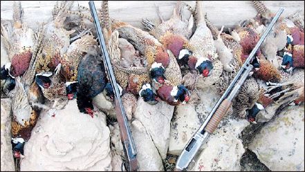 پرندگان در دام صدور 2000 پروانه شکار