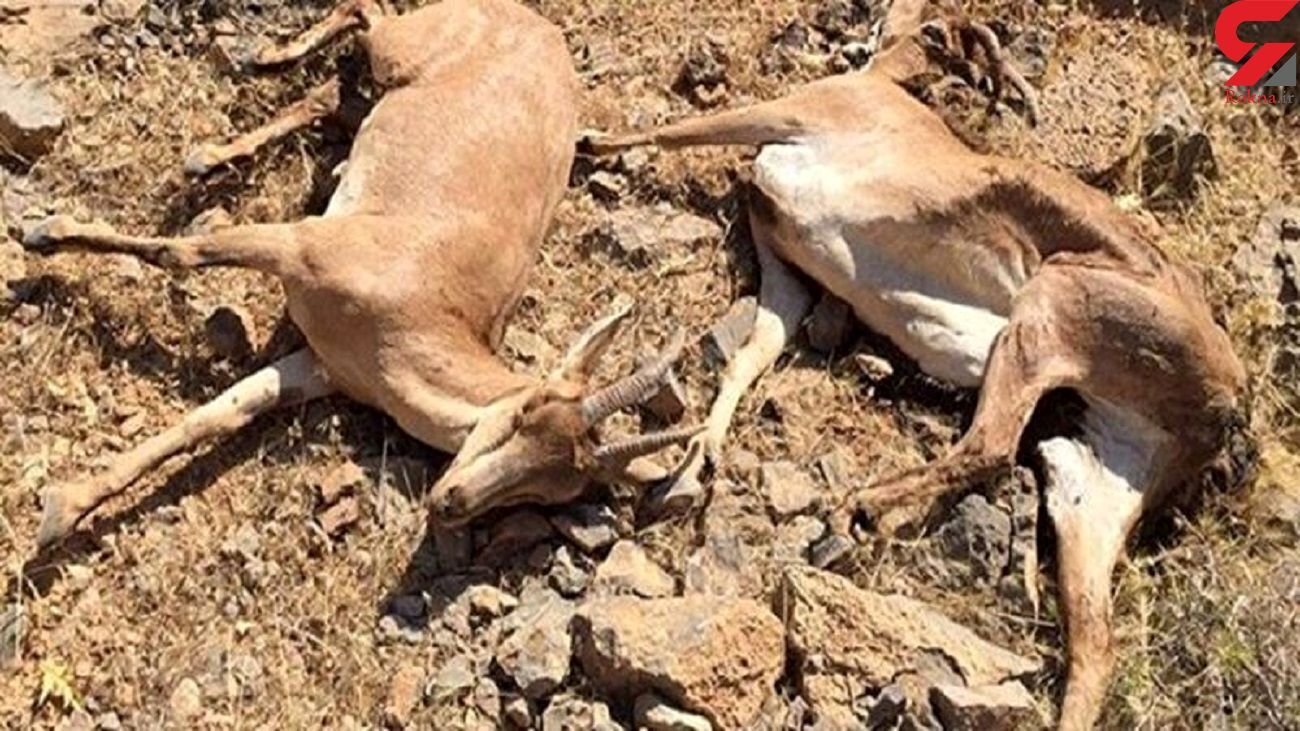 حیات وحش ۸ استان درگیر «طاعون نشخوارکنندگان کوچک»