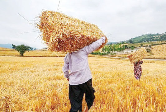 کشاورز برای جلوگیری از ضرر گسترده از سر اجبار به دلال می‌فروشد