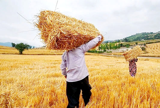 کشاورز برای جلوگیری از ضرر گسترده از سر اجبار به دلال می‌فروشد