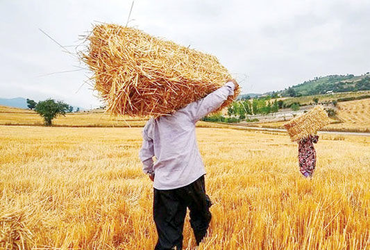 کشاورز برای جلوگیری از ضرر گسترده از سر اجبار به دلال می‌فروشد
