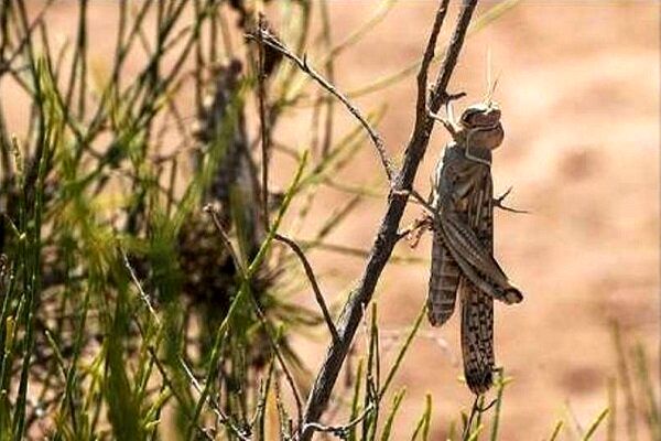ادعای حمله ملخ‌ها به تهران قابل قبول نیست