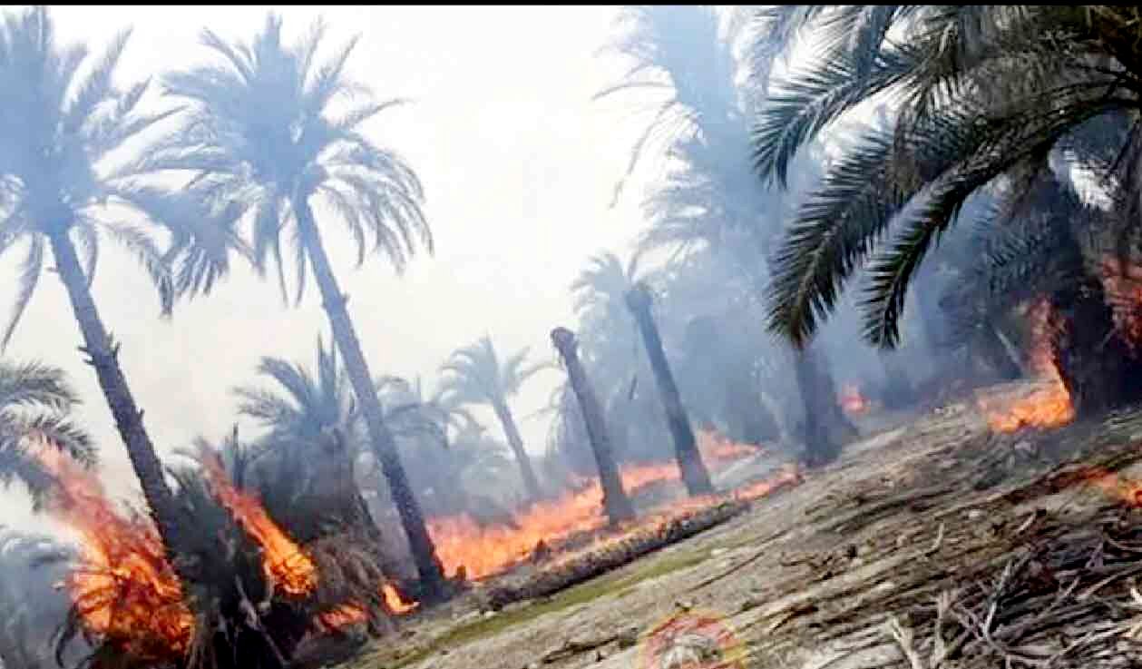 
نیمی از نخلستان‌های روستاهای آبادان در آتش خاکستر شد