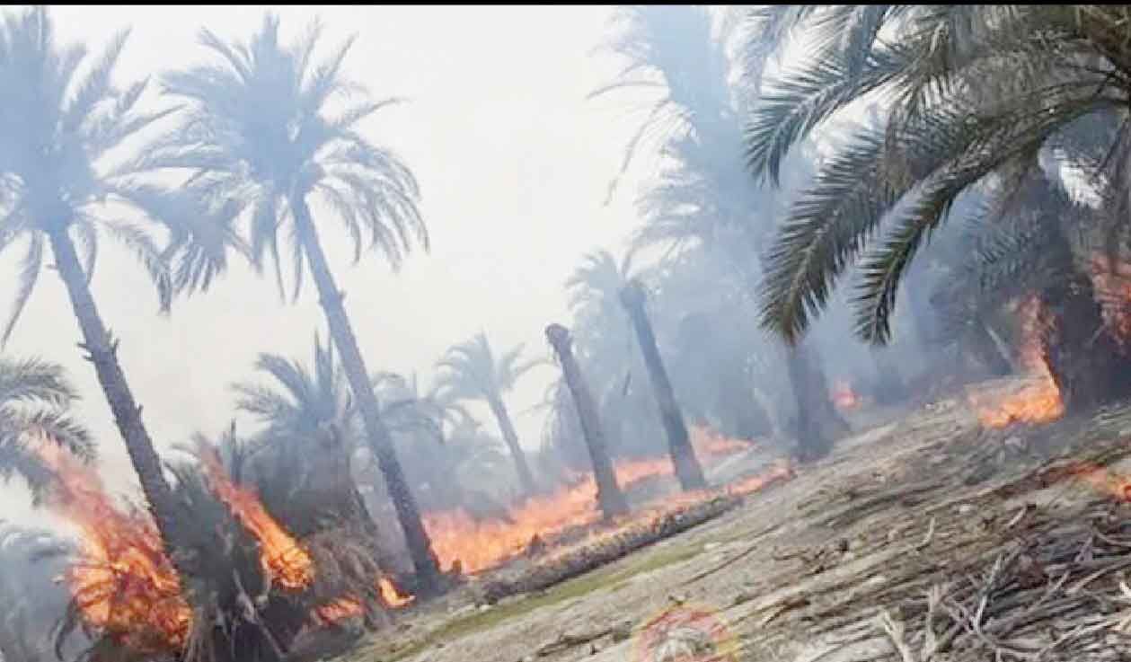 
نیمی از نخلستان‌های روستاهای آبادان در آتش خاکستر شد
