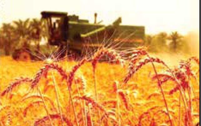 
دولت منابع کافی برای خرید تضمینی گندم را ندارد