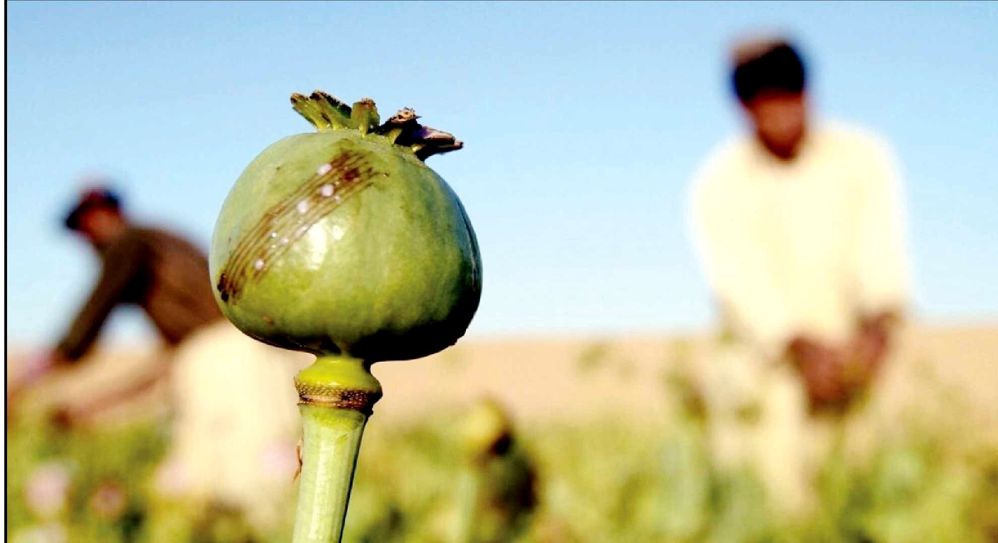
قوانین درباره کشت خشخاش در کشور چه می‌گویند؟