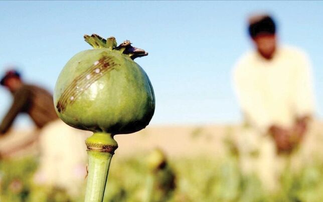 
قوانین درباره کشت خشخاش در کشور چه می‌گویند؟