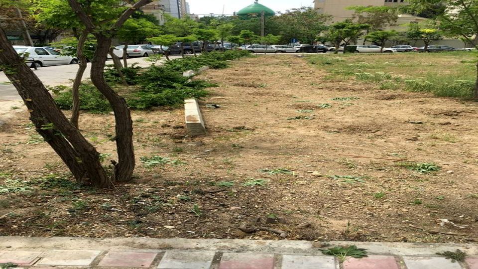 واکنش امانی به جابه‌جایی شبانه درخت‌ها در چیذر