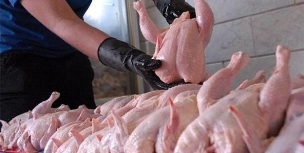 افزایش چندباره قیمت مرغ 