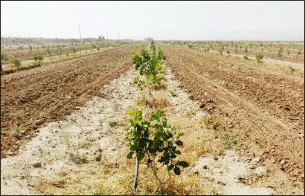 شوری خاک کشور از نیمه عبور کرده است!