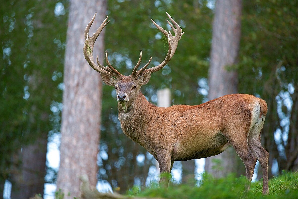 دستور قضایی برای رسیدگی به وضعیت گوزن قرمز ایرانی