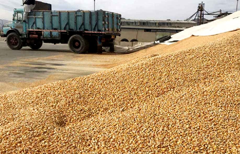 
التهاب دوباره‌ در قیمت نهاده‌های دامی
