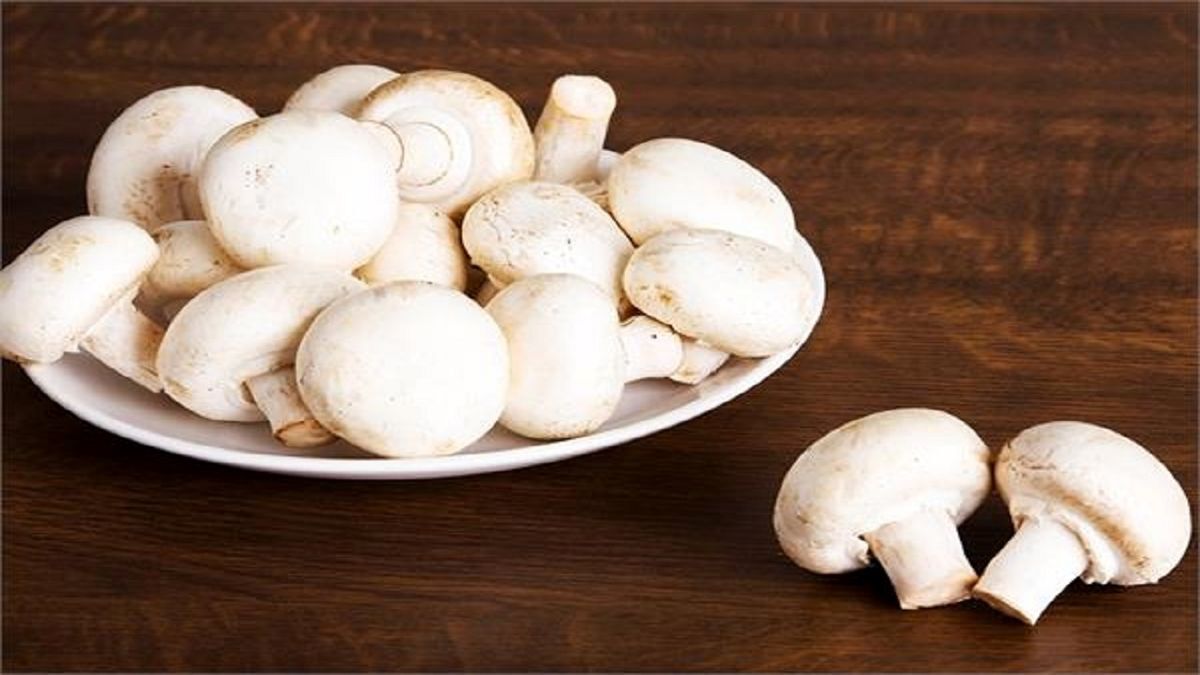 
دومینوی تعطیلی، به مزارع پرورش قارچ رسید

