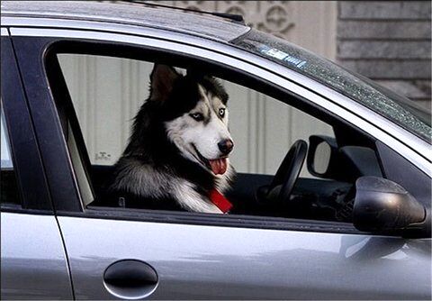 با سگ و هر حیوانی که در خودرو باشد برخورد می‌کنیم
