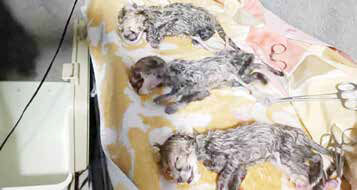 
نگرانی از بقای سومین توله یوز
