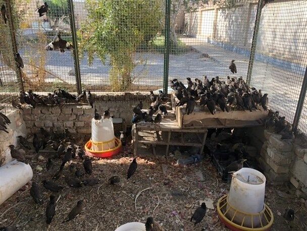 کشف محموله بزرگ پرندگان قاچاق در سراوان