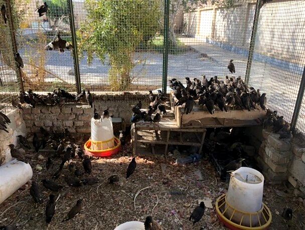 کشف محموله بزرگ پرندگان قاچاق در سراوان