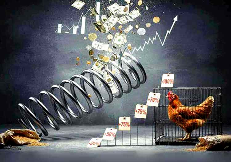 افزایش قیمت مرغ با ارز 148 هزارتومانی نهاده، طبیعی است!