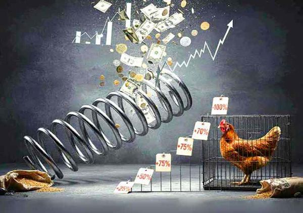افزایش قیمت مرغ با ارز 148 هزارتومانی نهاده، طبیعی است!
