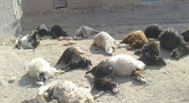 
تلف شدن ۱۲۰رأس بُز به دلیل مسمومیت با پساب شیمیایی 