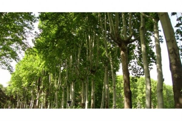 غرس ۵۰۰ درخت کهن‌سال در خیابان ولیعصر طی سال جاری