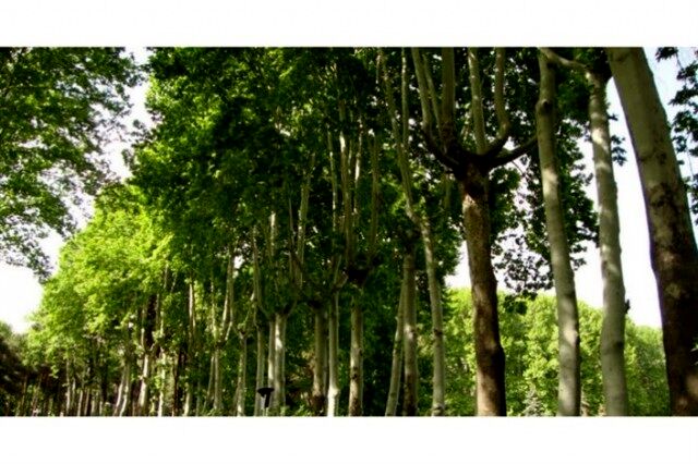 غرس ۵۰۰ درخت کهن‌سال در خیابان ولیعصر طی سال جاری