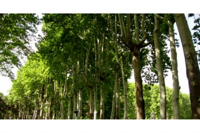غرس ۵۰۰ درخت کهن‌سال در خیابان ولیعصر طی سال جاری