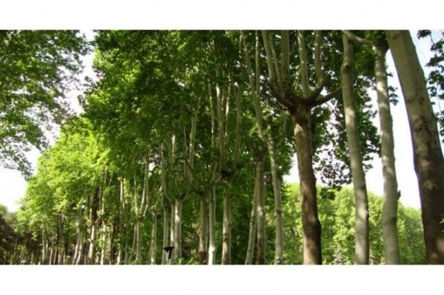 غرس ۵۰۰ درخت کهن‌سال در خیابان ولیعصر طی سال جاری