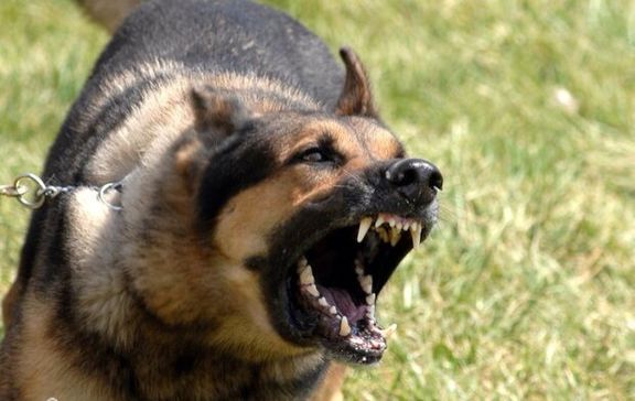 سگ‌های ولگرد گلوی کودک ۴ ساله را پاره کردند