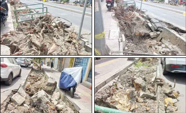 شهرداری منطقه: دلیل؛ درخواست‌های متعدد مردمی بود!
کسبه: درختان را خشک و با بیل مکانیکی ریشه‌کن می‌کنند