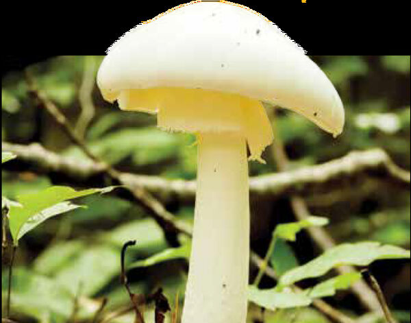 
آمار چشمگیر مسمومیت و مرگ با قارچ‌های سَمی
