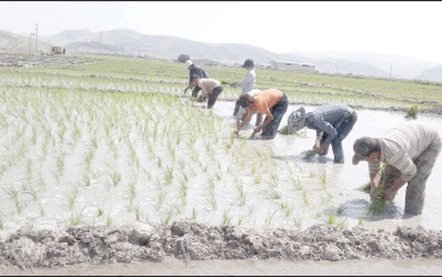 کشت برنج نو با آب دریا  