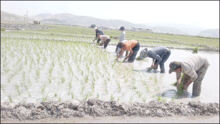 کشت برنج نو با آب دریا  