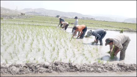 کشت برنج نو با آب دریا  