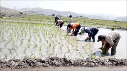 کشت برنج نو با آب دریا  