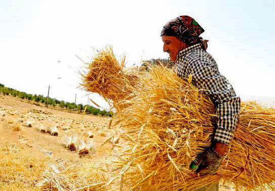 17500 تومان، جوابگوی معیشت کشاورزان نیست