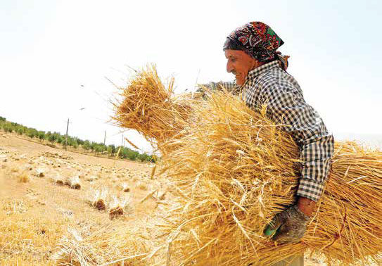 17500 تومان، جوابگوی معیشت کشاورزان نیست