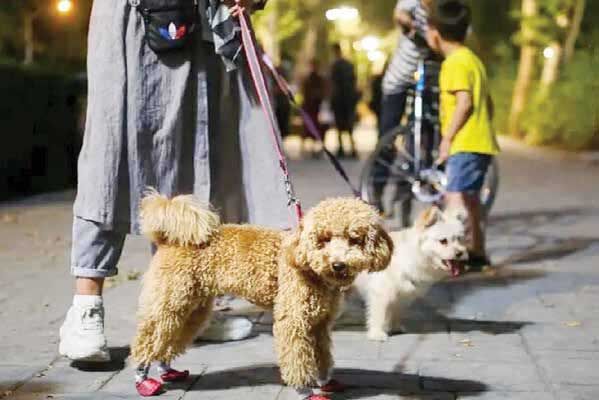 پیگیری یک طرح قدیمی و شکست‌خورده در مجلس