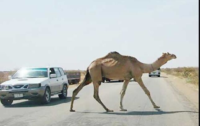 شترها در دو سال گذشته 

موجب مرگ ۶٠  نفر شده‌اند