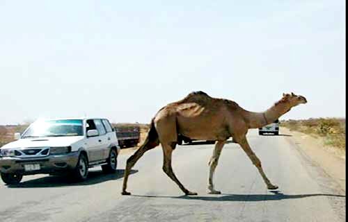 شترها در دو سال گذشته 

موجب مرگ ۶٠  نفر شده‌اند