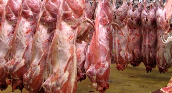 گزارش فروش گوشت اسب و الاغ را دریافت کردیم