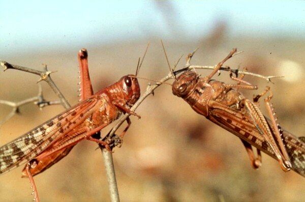 ‌ورود موج جدید ملخ‌های دریایی به کشور 